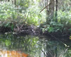 creek with red reflection