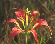 Catesby Lily