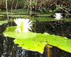 Water Lily