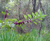 purple berries